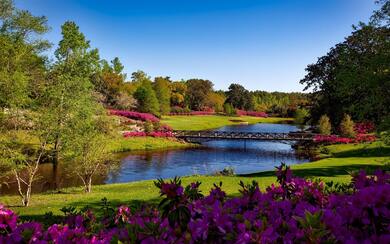 Wooden Bridge on River Nature Photo