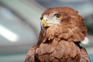 Wooden Brown Eagle Figure 4K