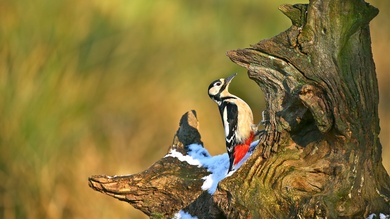 Woodpecker Bird 4K Wallpaper