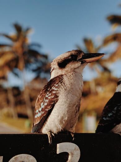 Woodpecker Bird