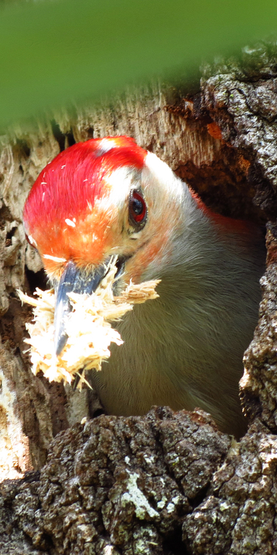 Woodpecker with Wood Cutting Pic