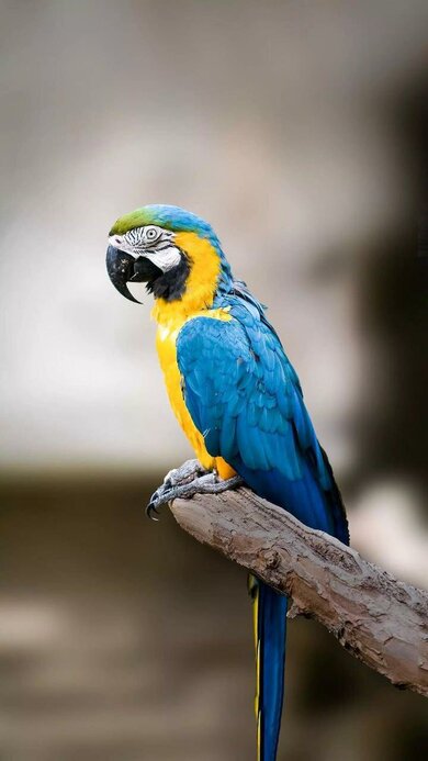 Yellow and Blue Parrot Bird