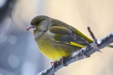 Yellow Bird Sparrow Sitting On A Branch