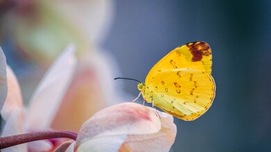 Yellow Butterfly 5K