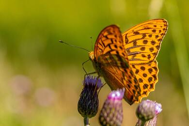 Yellow Butterfly on Flower for Feeding