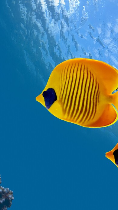 Yellow Fish in Sea Mobile Pic