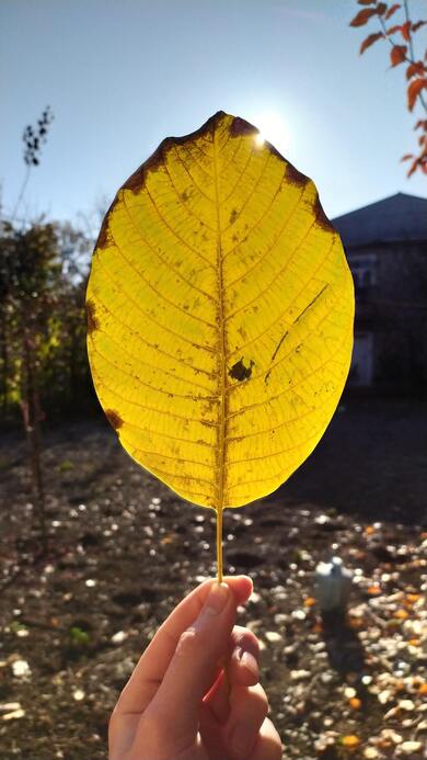 Yellow Leaf