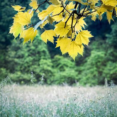 Yellow Meadow Leaves on Tree