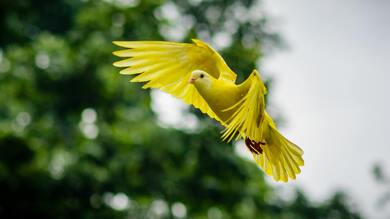 Yellow Pigeon Flying