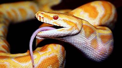 Yellow Python HD Image