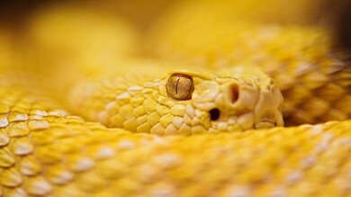 Yellow Snake HD Wallpaper