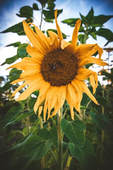 Yellow Sunflower Close Up Photography