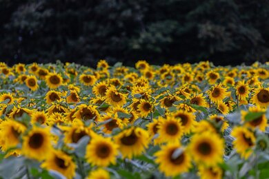 Yellow Sunflower Garden