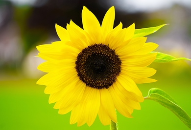 Yellow Sunflower in Close Up Photography