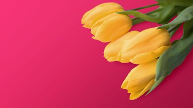 Yellow Tulips Flower 4K Wallpaper