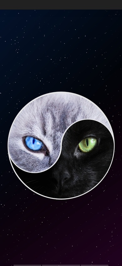 Yin and Yang Creative Cat Photo