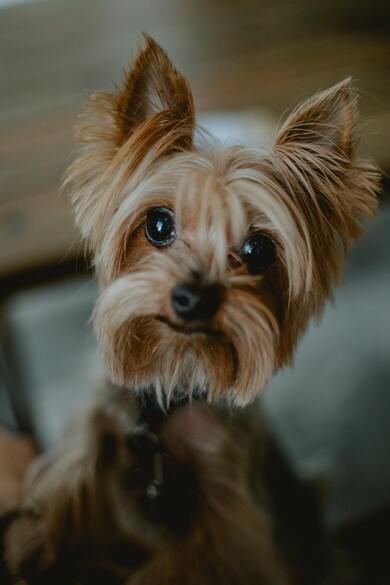 Yorkshire Terrier Puppy Photo