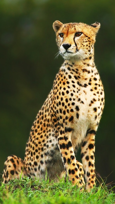 Young Leopard Animal Photo