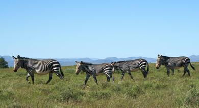 Zebra Animal in Green Grass Field