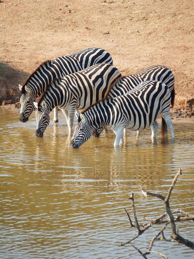 Zebra Family Drinking Water from Lake