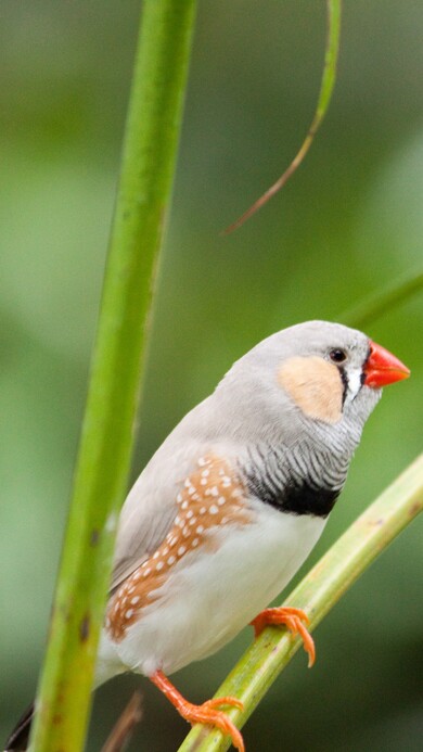 Zebra Finch 4K Wallpaper