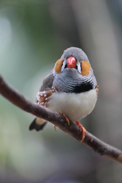 Zebra Finch Bird Mobile Wallpaper