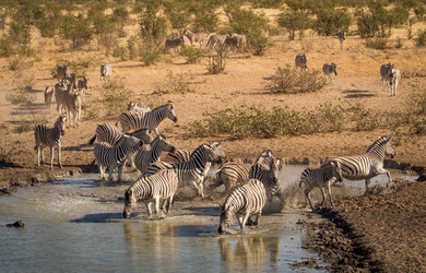 Zebra Herd Drinking Water