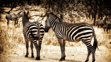 Zebra Wild Nature Pics