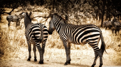 Zebras Wallpaper