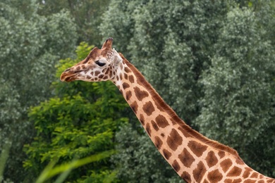Zoo Giraffe Animal Pic