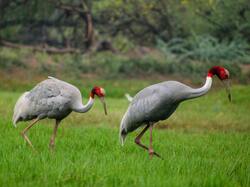 2 Bird Crane