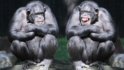 2 Chimpanzee HD Image