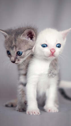 2 Cute Little Cat