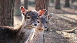 2 Deer Baby Image