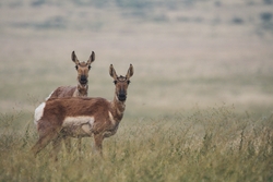 2 Deer Standing on Grass