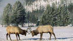 2 Elk Fighting in Snow