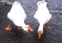 2 Goose in Street