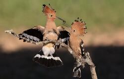 2 Hoopoe Bird Eating