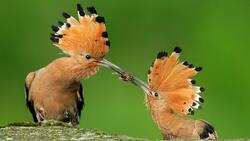 2 Hoopoe Eating Image