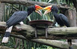 2 Hornbill Bird Image