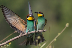 2 Hummingbirds Image Download