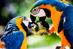 2 Macaw Bird Eating Image