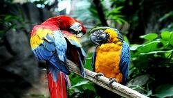 2 Macaw Bird HD Image
