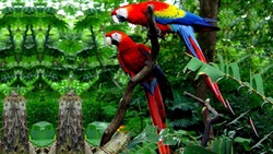 2 Macaw Bird in Jungle