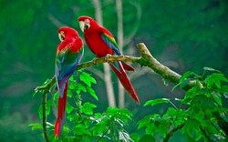 2 Macaw Bird Sitting on Branch