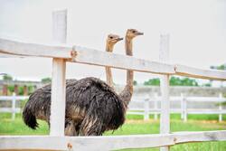 2 Ostrich Image