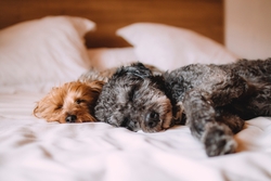 2 Puppy Dog Lying on Bed