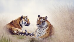 2 Tiger 4K Wallpaper