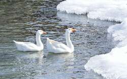 2 White Goose Swim Image