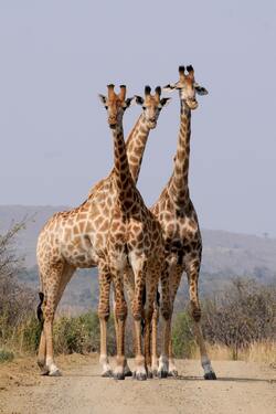 3 Giraffe Mobile Pic Download